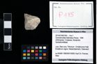 Foto (Objekt + Etikett) von Goniodromites bidentatus (Reuss, 1858)  (NHMW-GEO-2014-0194-0185)